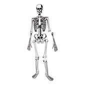 Skeleton Floor Puzzle